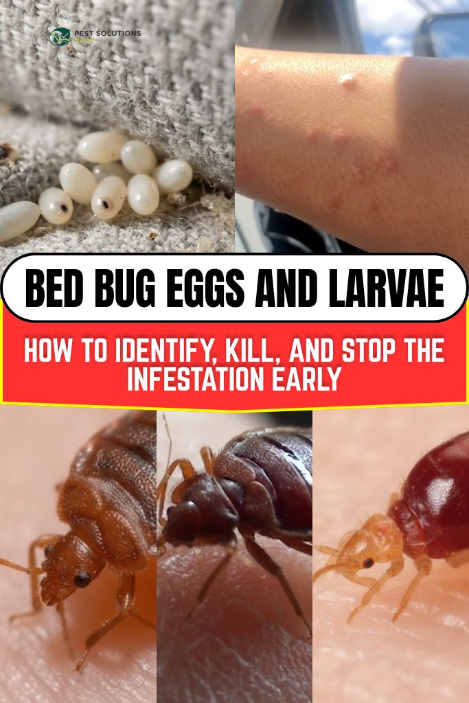 Bed Bug Eggs and Larvae How to Identify, Kill, and Stop the Infestation Early