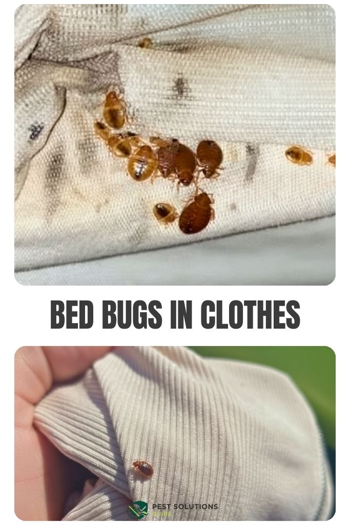 Bed Bugs in Cloth