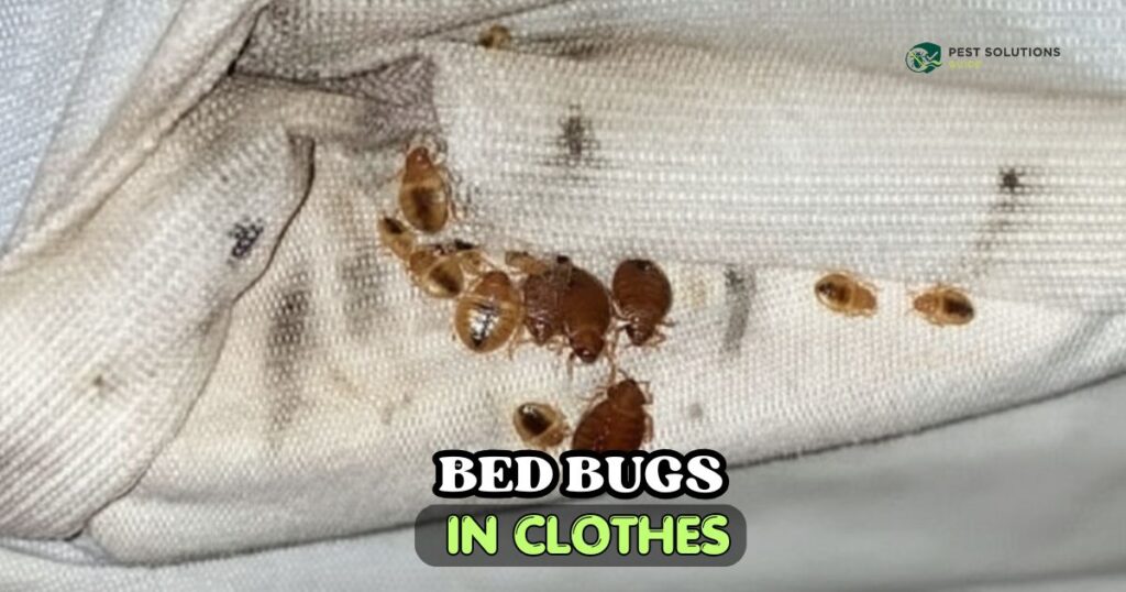 Bed Bugs in Clothes