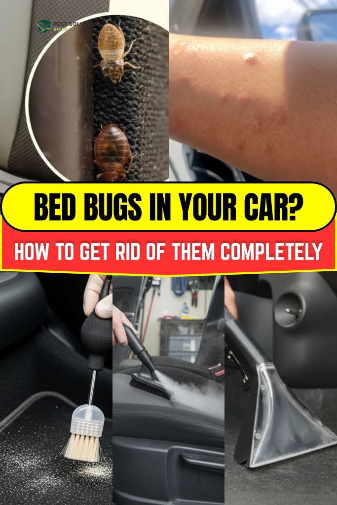 Bed Bugs in Your Car How to Get Rid of Them Completely
