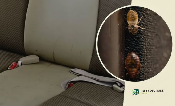 Can Bed Bugs Live in Your Car