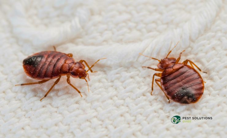 Can Bed Bugs Live in Your Hair