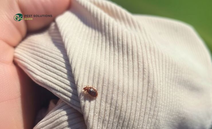 Can They Live on the Clothes You Wear