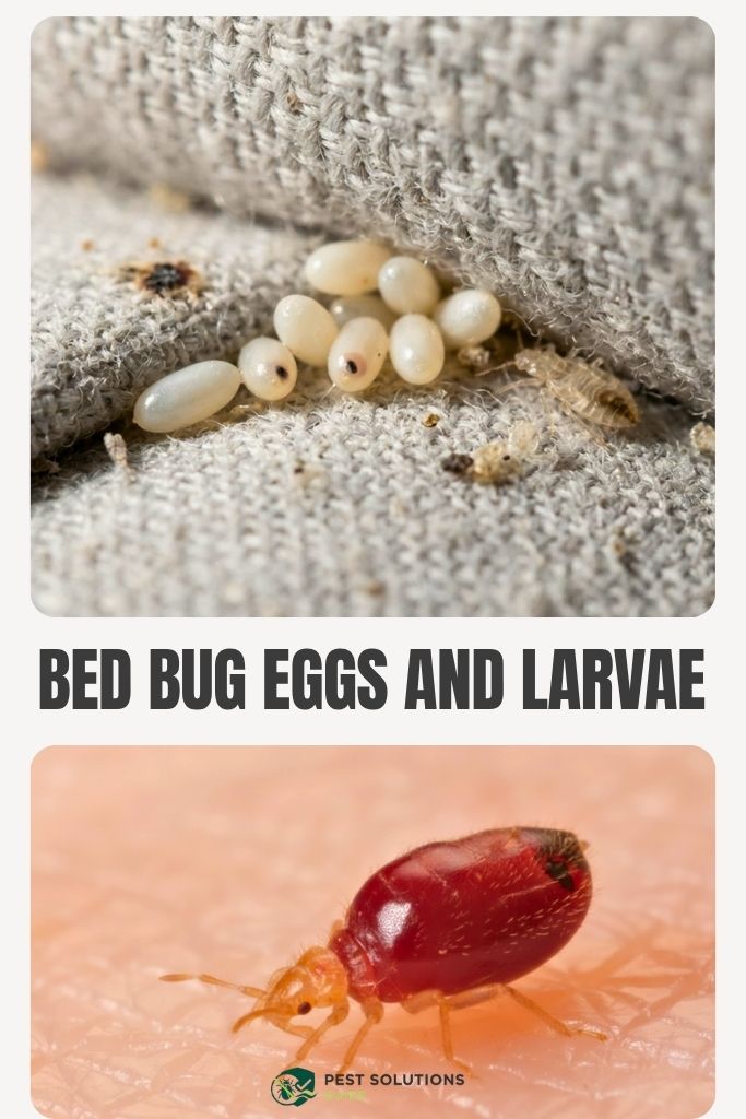 Common Places Bed Bugs Lay Eggs in Your Home