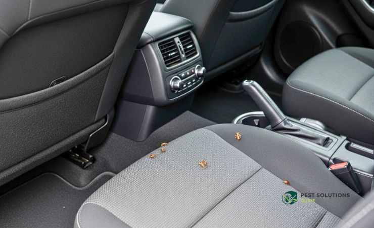 How Do Bed Bugs Get in My Car