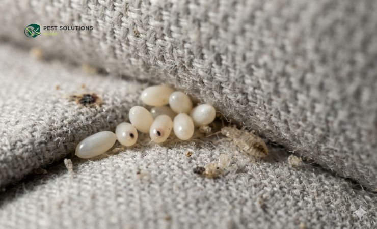 How I Prevent Bed Bugs From Laying Eggs