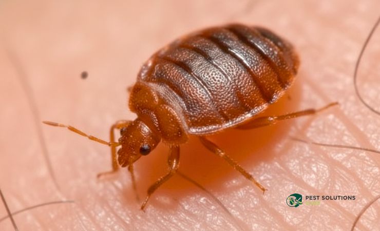 How to Check for Bed Bugs in Hair