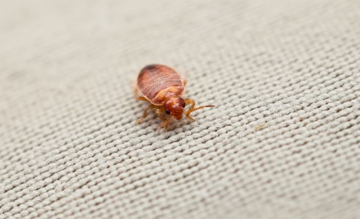 How to Clean Infested Clothes Without Spreading Bugs