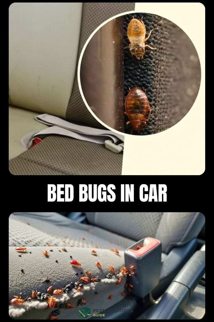 How to Kill Bed Bugs in Car