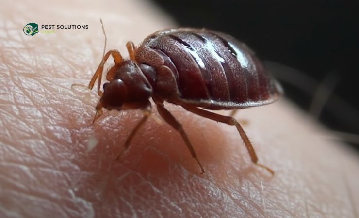 The Most Effective Way to Get Rid of Bed Bug Eggs