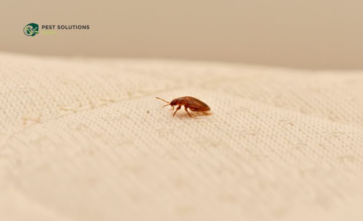 What Kills Bed Bugs in Clothes