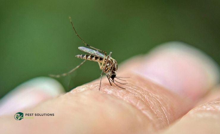 Listerine Bug Repellent