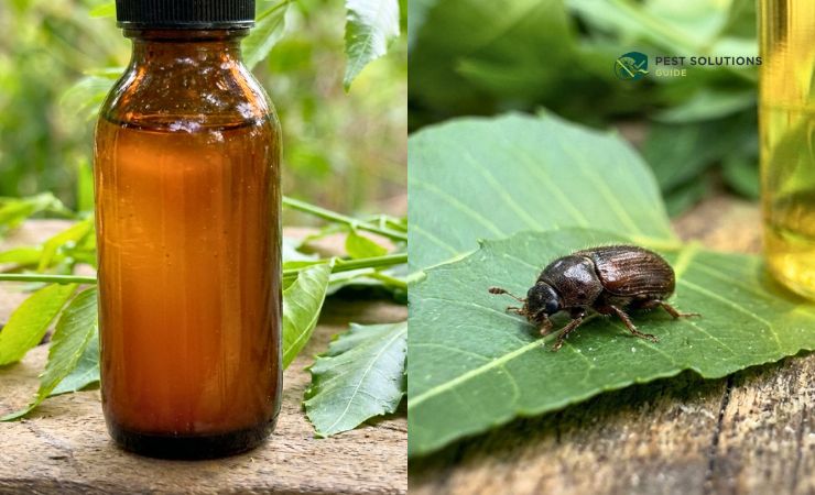 Mistakes That Waste Your Neem Oil Spray