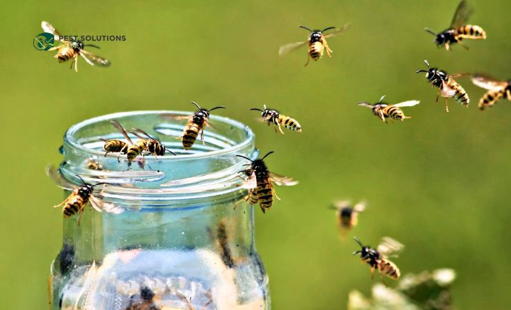 What Attracts Yellow Jackets in the First Place