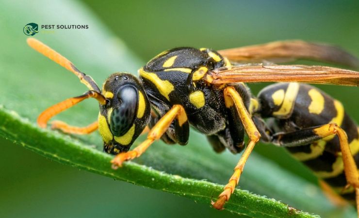 What NOT To Do Common Yellow Jacket Mistakes