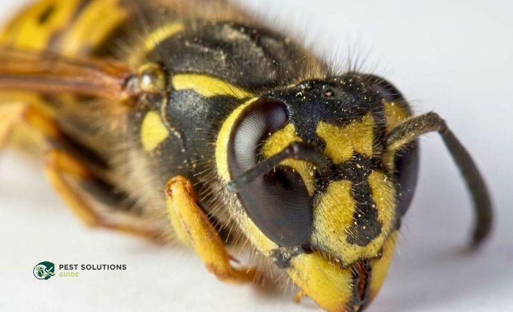 Why Yellow Jackets Are Harder to Repel Than Regular Wasps