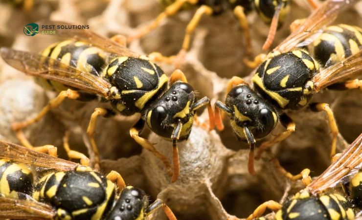 You can manage yellow jackets with a layered approach.
