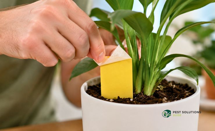 Insert Yellow Sticky Cards Into the Soil