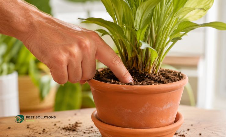 Let the Soil Dry Out