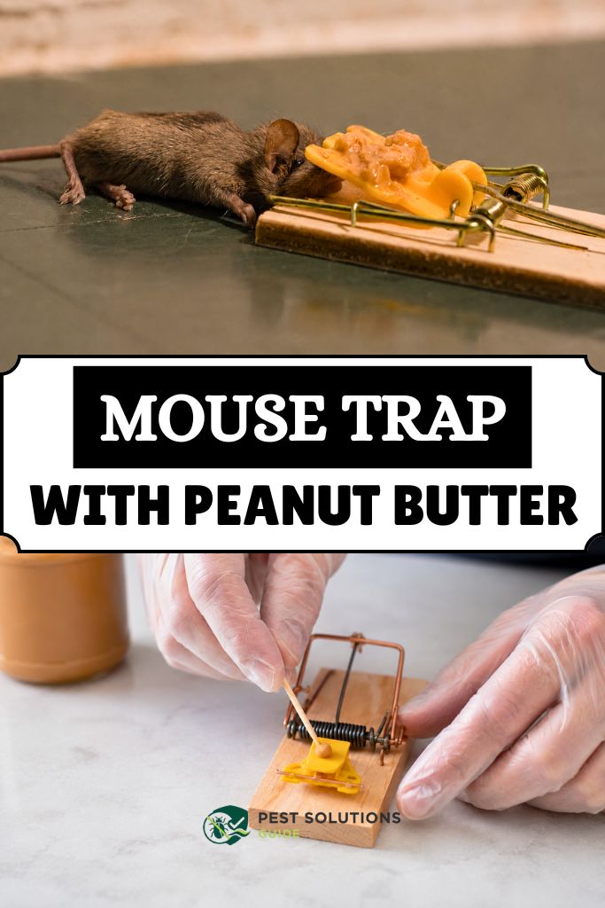 Mouse Trap With Peanut Butter