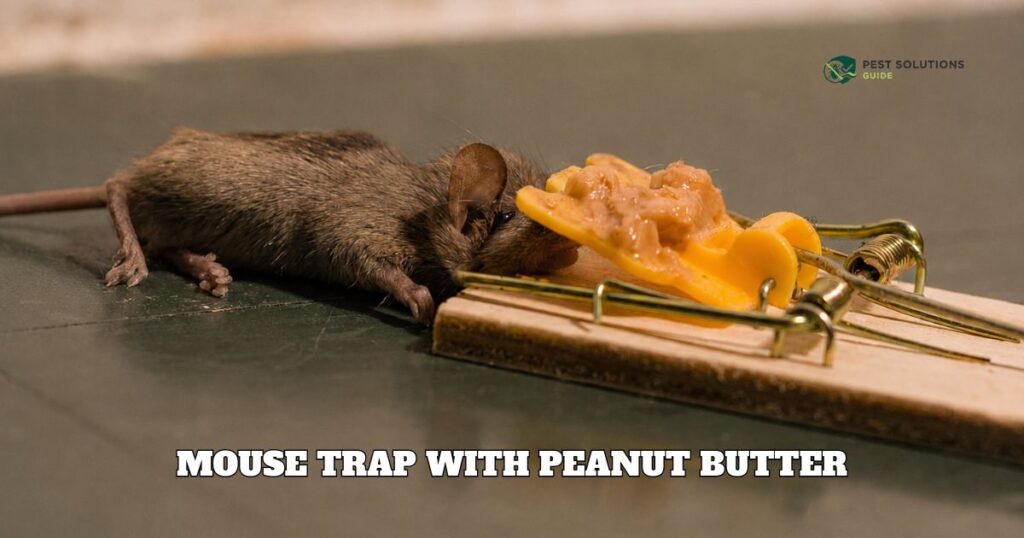 Mouse Trap With Peanut Butter